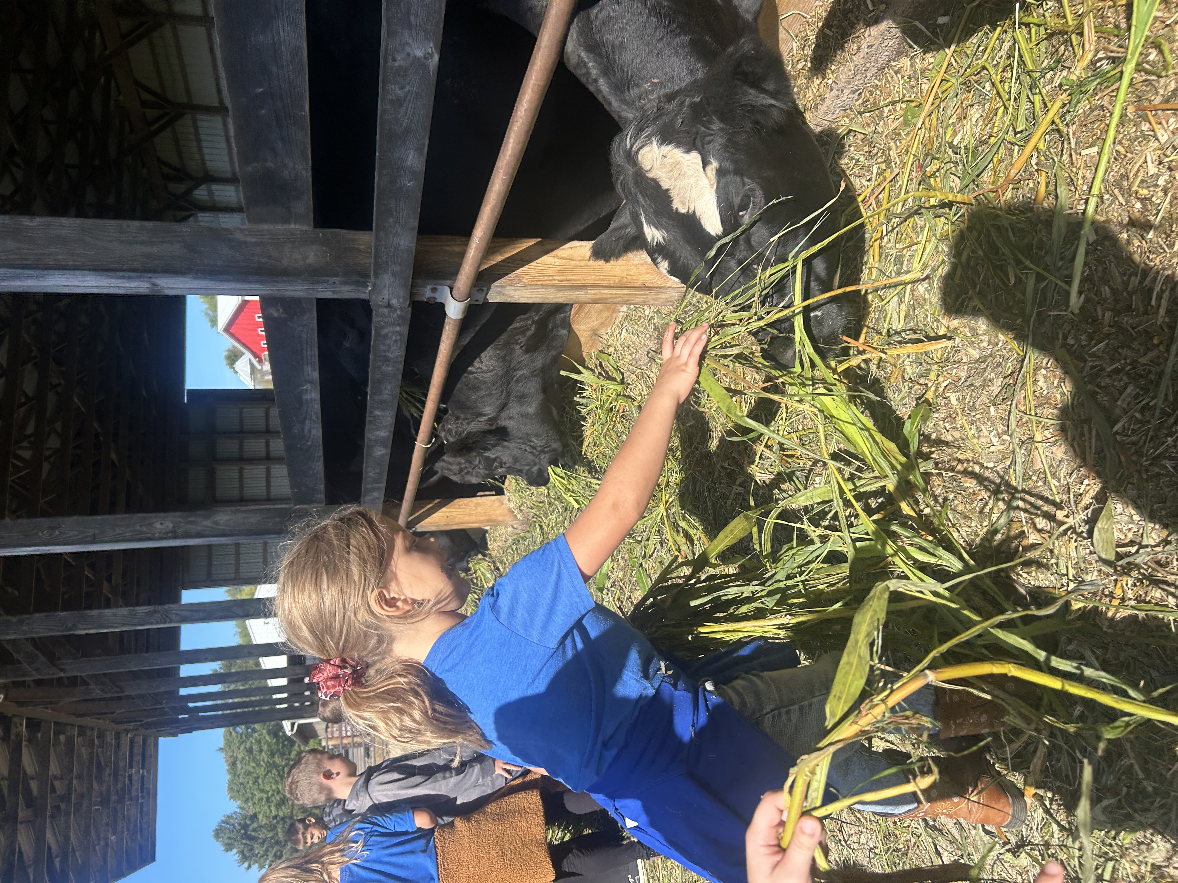 Feeding cows at a local farm
