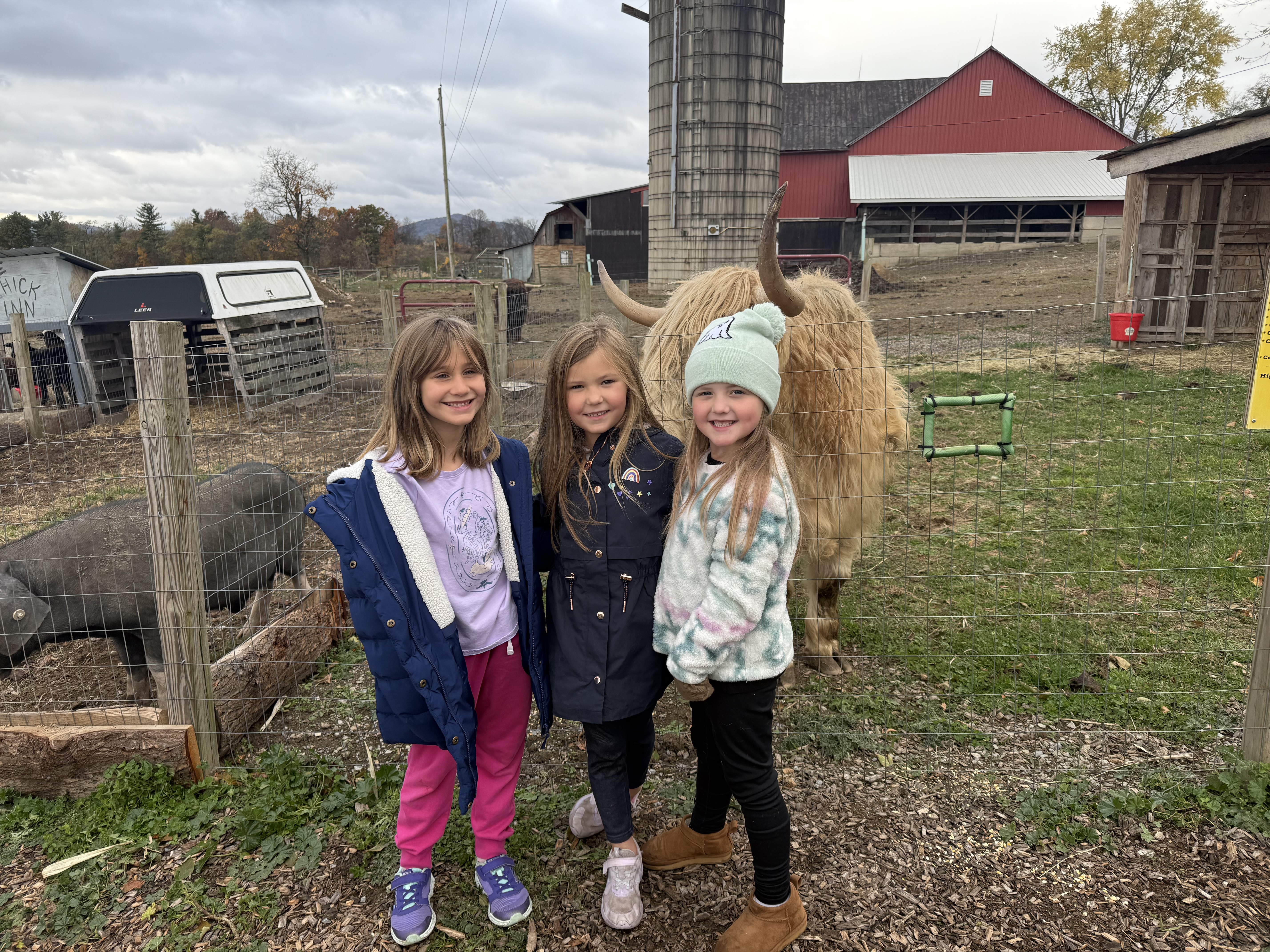 Lions with a Highland cow