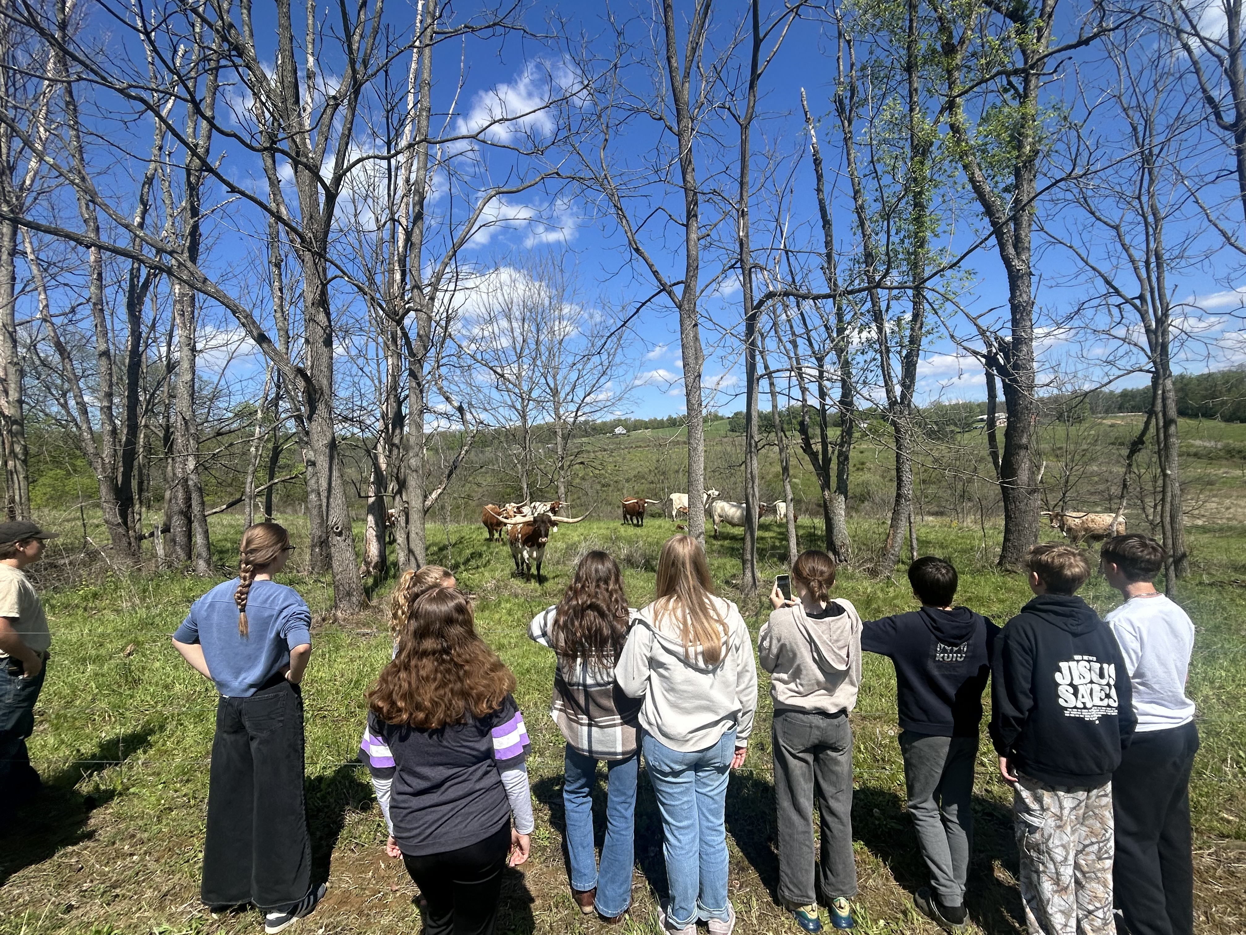 Watching longhorn cattle in a pasture