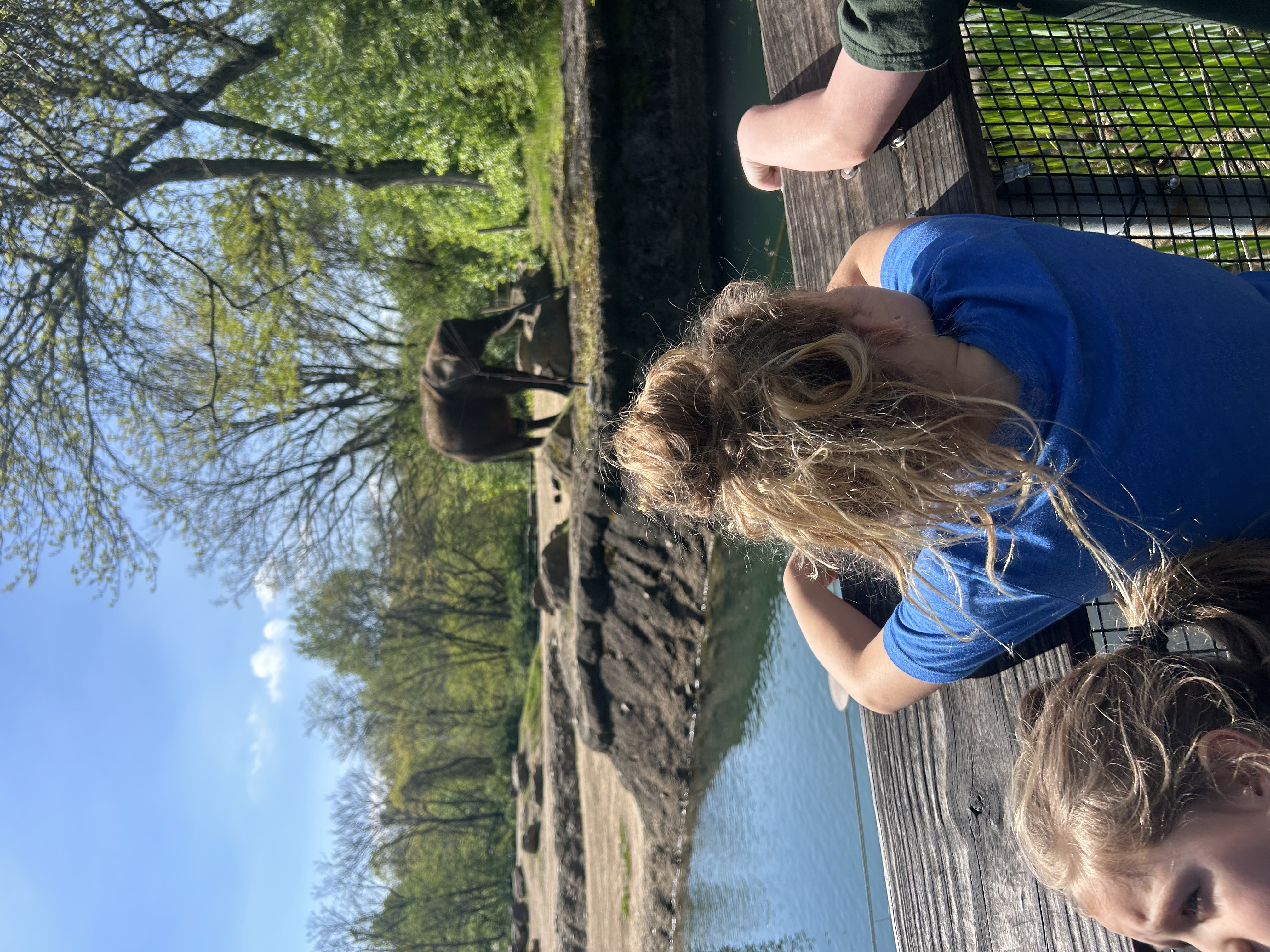 Watching an elephant at the zoo